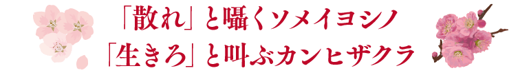 「散れ」と囁くソメイヨシノ「生きろ」と叫ぶカンヒザクラ