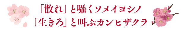 「散れ」と囁くソメイヨシノ「生きろ」と叫ぶカンヒザクラ